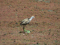Irediparra gallinacea