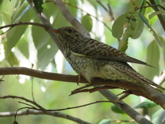 Cacomantis variolosus