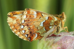 Boloria aquilonaris