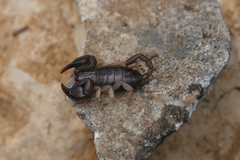 Euscorpius
