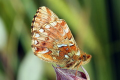 Boloria aquilonaris