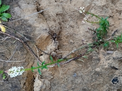 Stackhousia monogyna