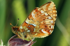 Boloria aquilonaris