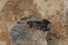 Euscorpius