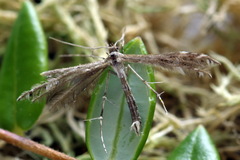 Buckleria paludum