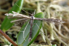 Buckleria paludum