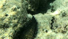 Epinephelidae