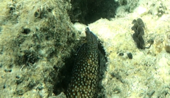 Epinephelidae