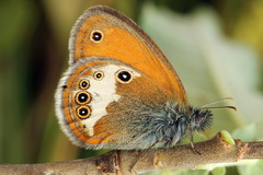 Coenonympha arcania