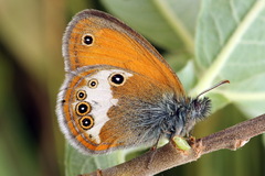Coenonympha arcania