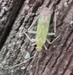 Blepharidopterus angulatus