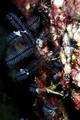 Macrorhynchia philippina