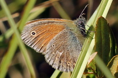 Coenonympha tullia