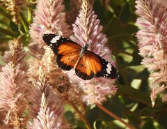 Danaus petilia