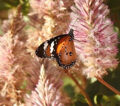 Danaus petilia