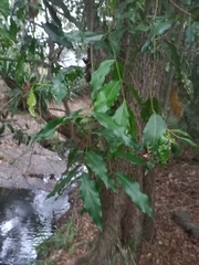 Syzygium floribundum