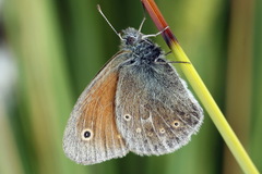 Coenonympha tullia