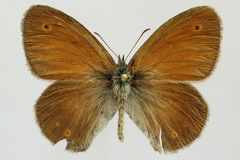 Coenonympha tullia