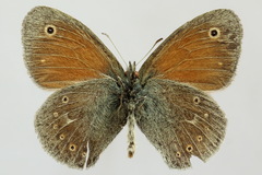 Coenonympha tullia