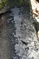 Kretzschmaria deusta