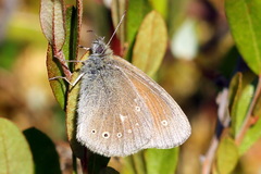 Coenonympha tullia