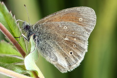 Coenonympha tullia