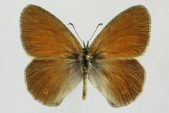 Coenonympha tullia