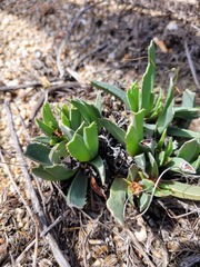 Acrodon purpureostylus