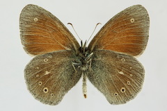 Coenonympha tullia