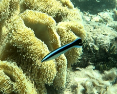 Labroides dimidiatus