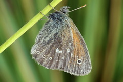 Coenonympha tullia
