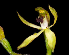 Caladenia atradenia