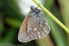 Coenonympha tullia
