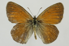 Coenonympha tullia