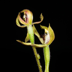 Caladenia atradenia