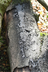 Kretzschmaria deusta