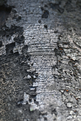 Kretzschmaria deusta