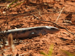 Tiliqua scincoides intermedia