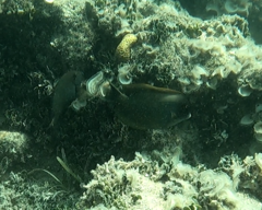 Acanthuridae