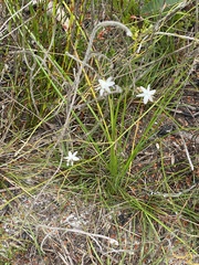 Caesia parviflora