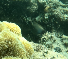 Acanthuridae