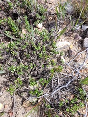 Macledium spinosum