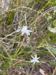 Caesia parviflora
