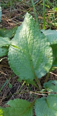 Salvia pratensis