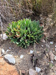 Acrodon purpureostylus
