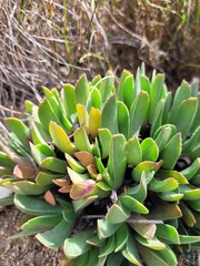 Acrodon purpureostylus