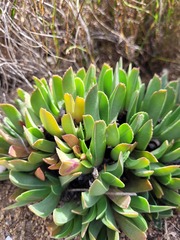 Acrodon purpureostylus