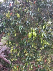 Syzygium floribundum