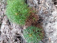 Isopogon ceratophyllus