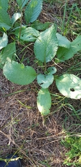 Salvia pratensis